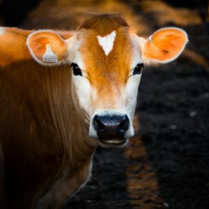 Tierhaltung